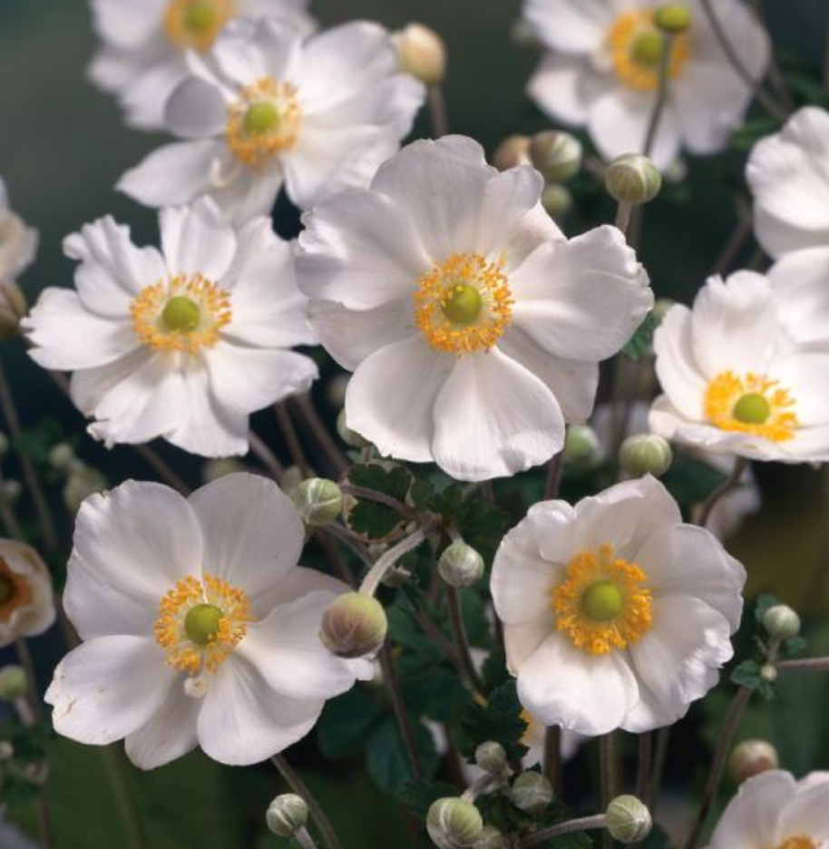 Anemone  'Honorine Jobert' (2 Plants)