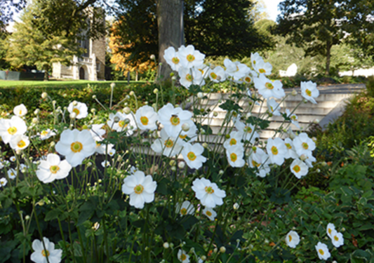 Anemone  'Honorine Jobert' (2 Plants)