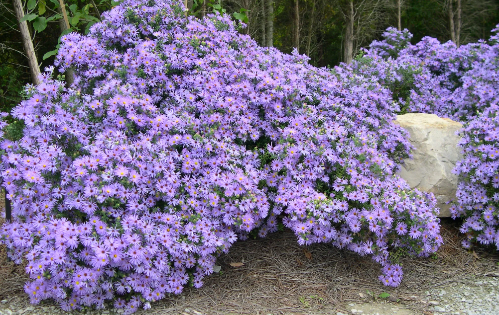 Aster oblongifolius 'Raydon's Favorite" - Native (3 Plants)