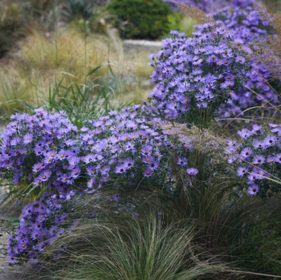 Aster oblongifolius 'Raydon's Favorite" - Native (3 Plants)