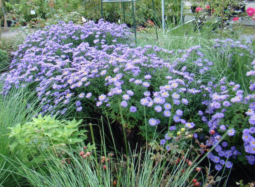 Aster oblongifolius 'Raydon's Favorite" - Native (3 Plants)