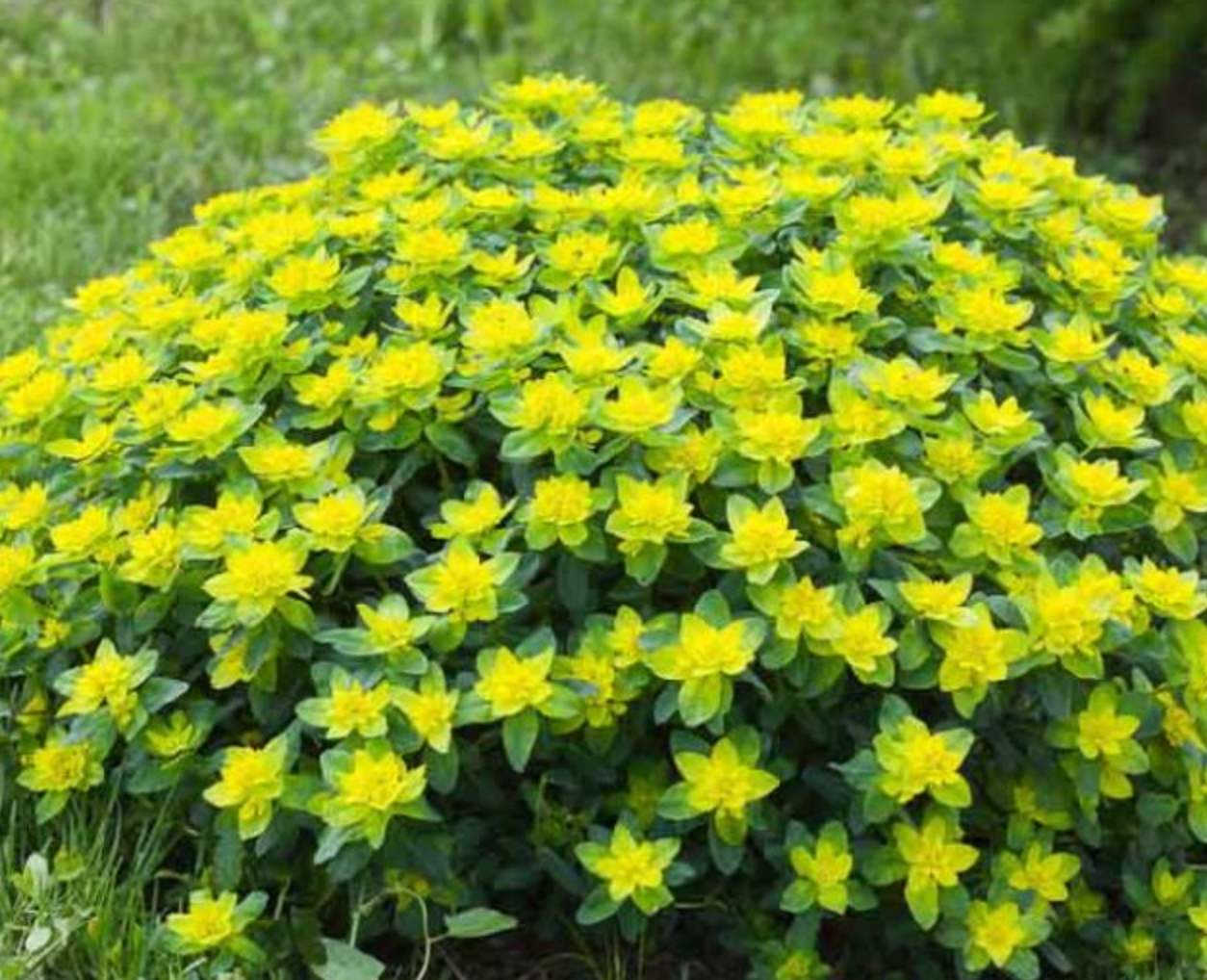 Euphorbia polychroma (2 Plants)