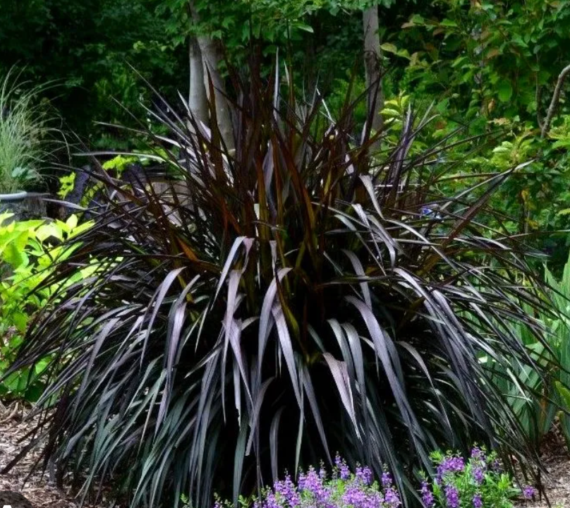 Pennisetum- First Knight (2 Plants)