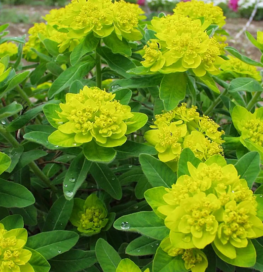 Euphorbia polychroma (2 Plants)