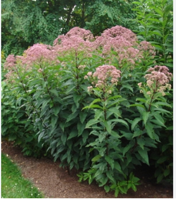 Eupatorium m. 'Gateway' Native (2 Plants)