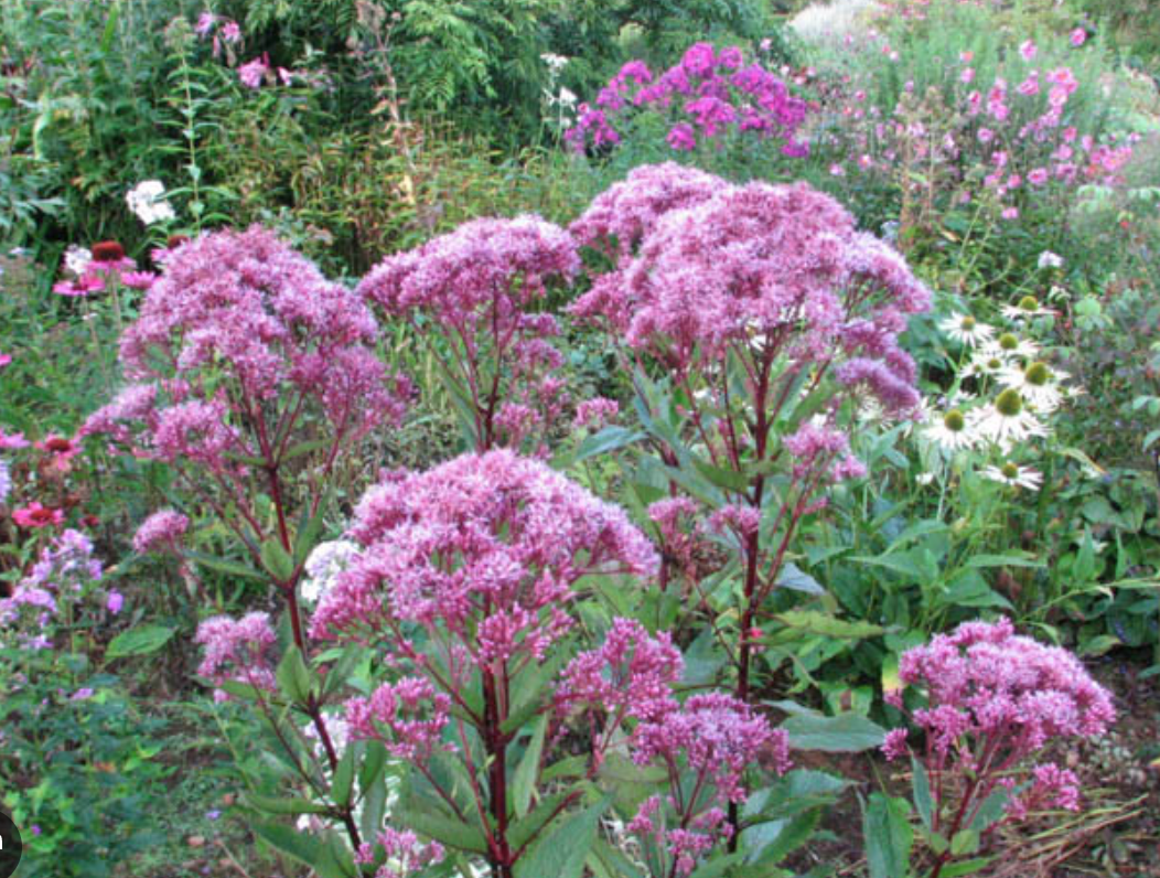 Eupatorium m. 'Gateway' Native (2 Plants)