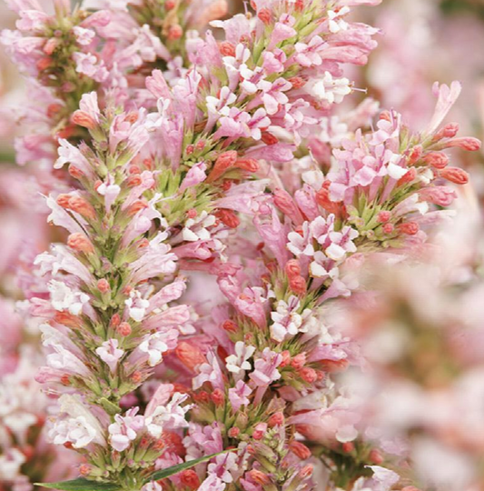 Agastache Pink Pearl (3 Plants)