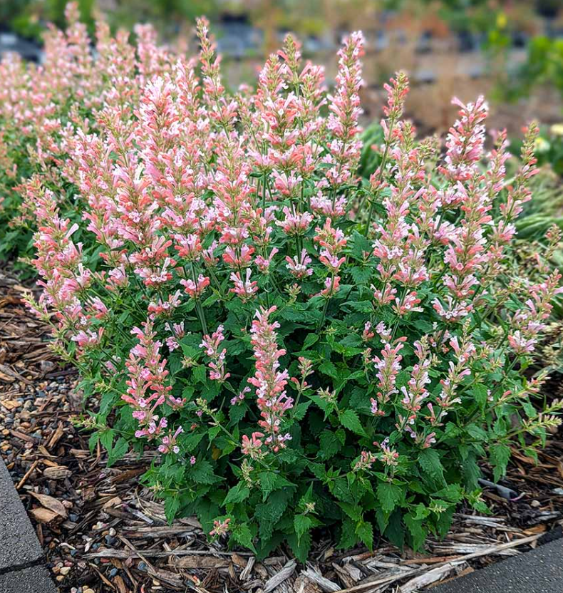 Agastache Pink Pearl (3 Plants)