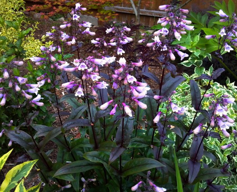 Penstemon dark towers (3 Plants)