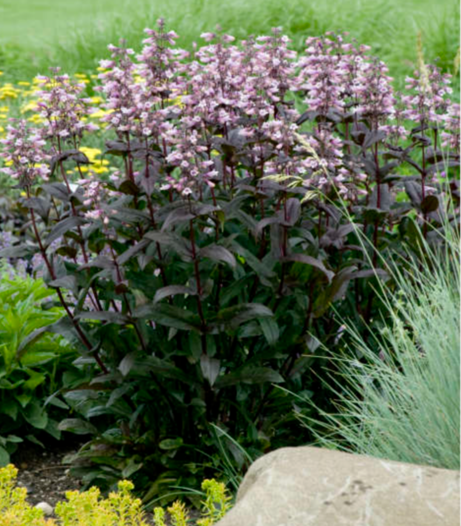 Penstemon dark towers (3 Plants)