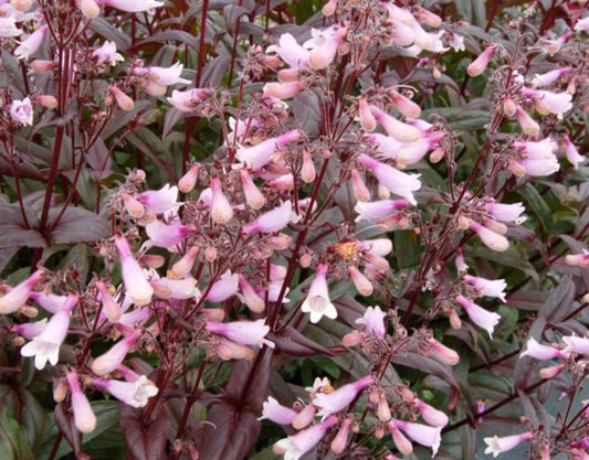 Penstemon dark towers (3 Plants)