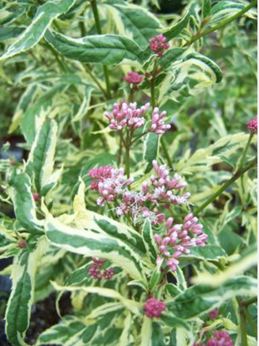 EUPATORIUM 'Pink Frost' (variegated Joe Pye Weed)-  2 Plants