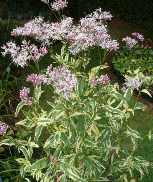 EUPATORIUM 'Pink Frost' (variegated Joe Pye Weed)-  2 Plants