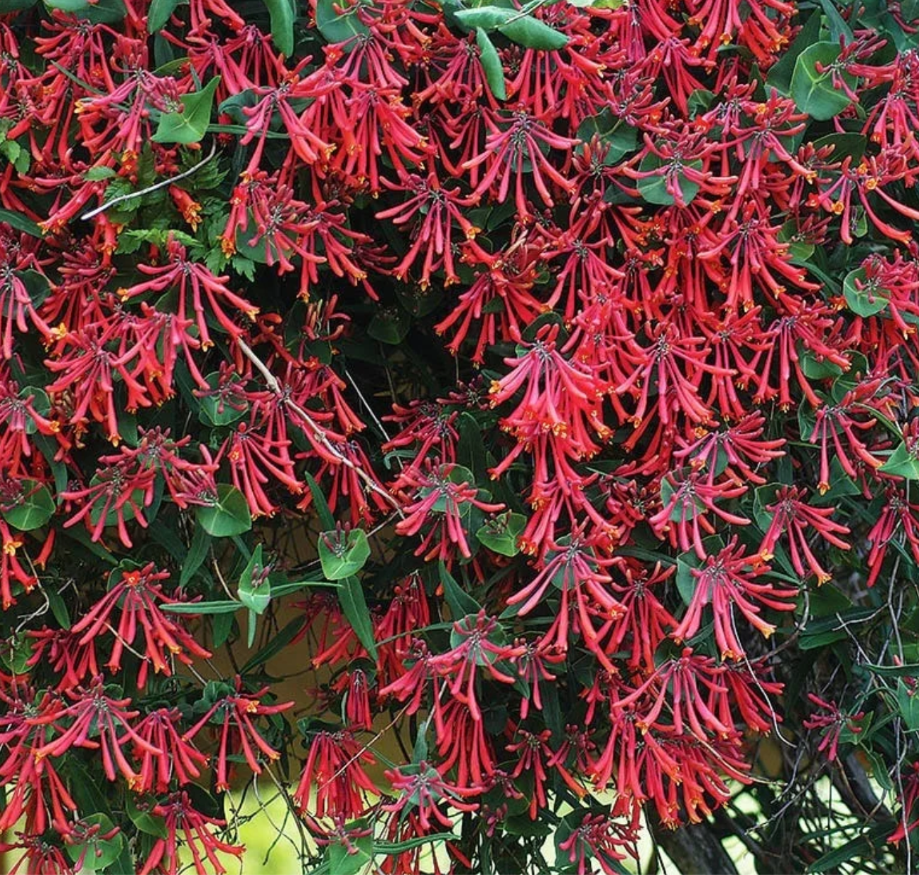 Lonicera Majoe Wheeler (native & hummingbird magnet) (2 plants)