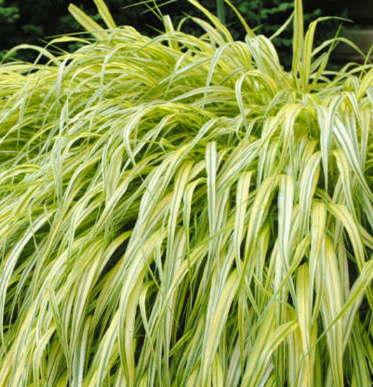 Hakonechloa macra "Aureola" Japanese Forest Grass (2 plants)