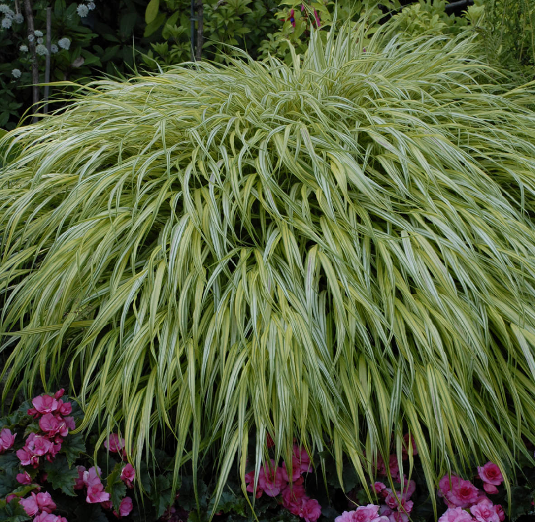 Hakonechloa macra "Aureola" Japanese Forest Grass (2 plants)