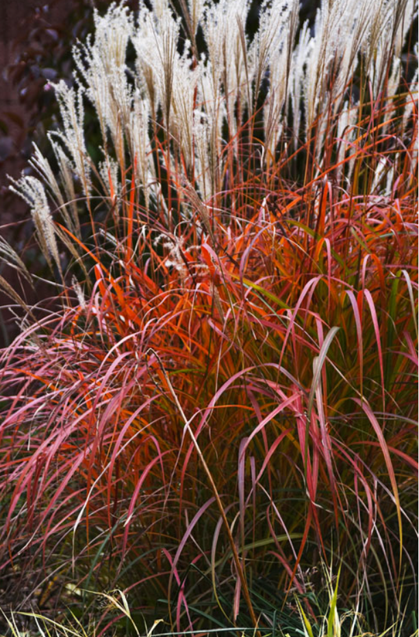 Miscanthus ‘Fire Dragon’ Maiden Grass- 2 plants