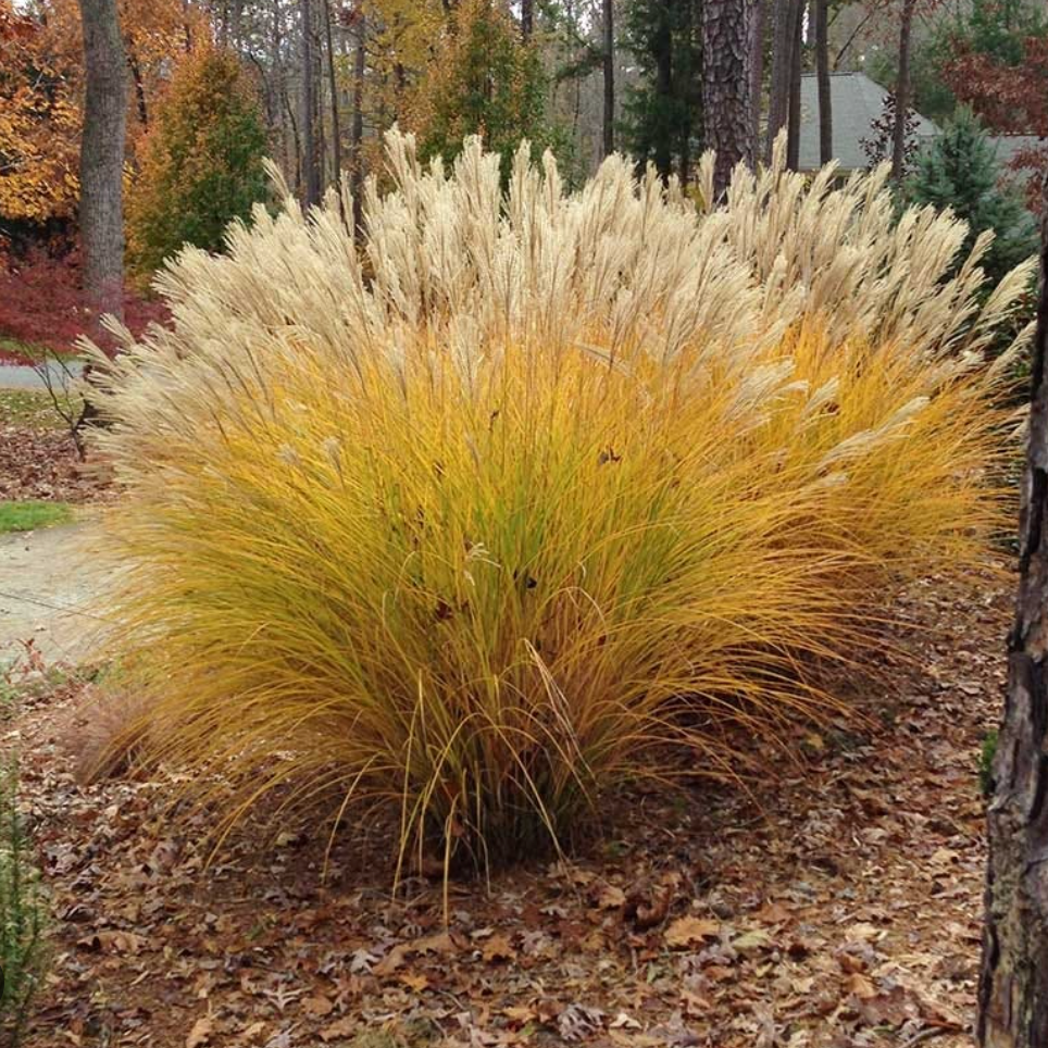 Miscanthus sinensis ‘Gracillimus’-  2 plants