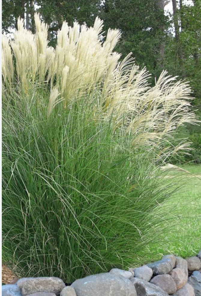 Miscanthus sinensis ‘Gracillimus’-  2 plants