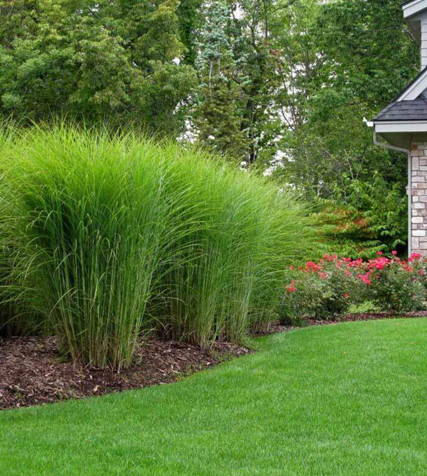 Miscanthus sinensis ‘Gracillimus’-  2 plants