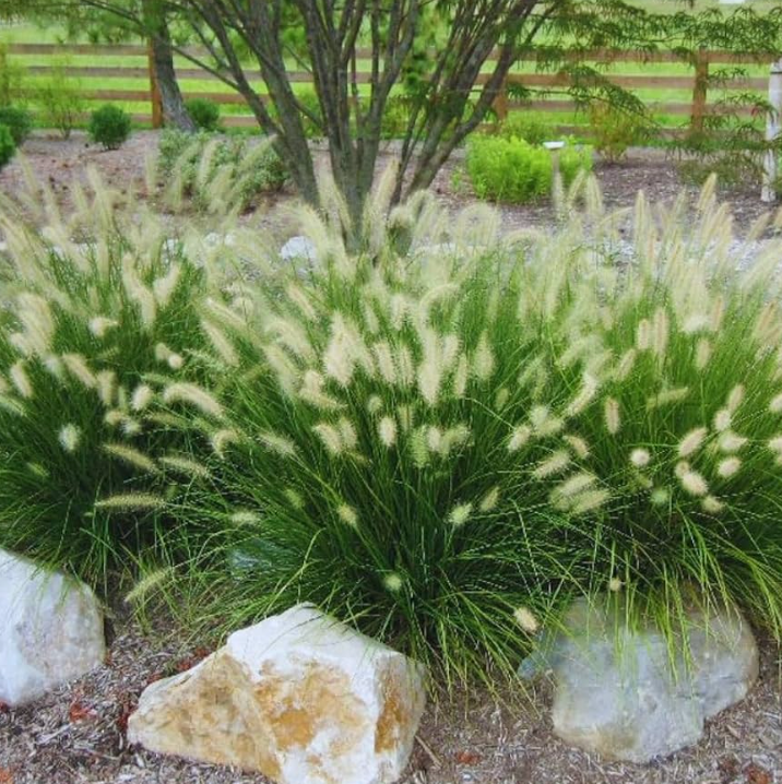 Miscanthus sinensis ‘Hameln’ (Dwarf Maiden Grass)- 3 plants