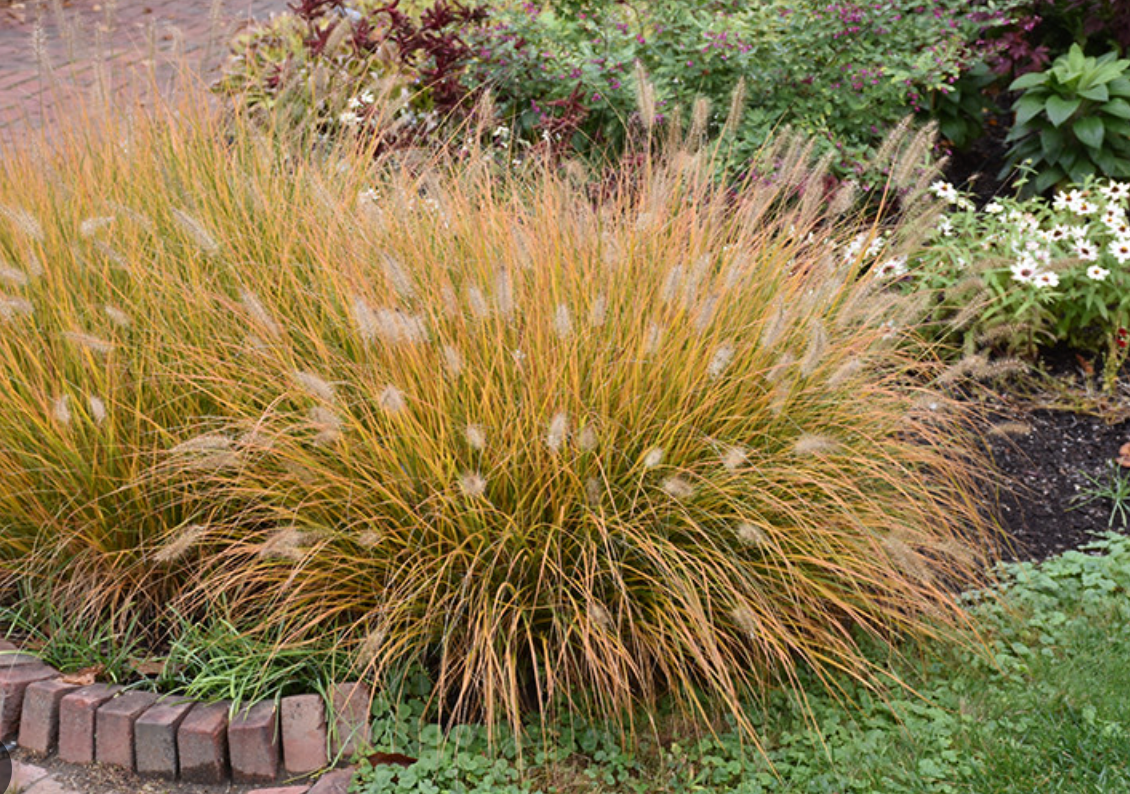 Miscanthus sinensis ‘Hameln’ (Dwarf Maiden Grass)- 3 plants