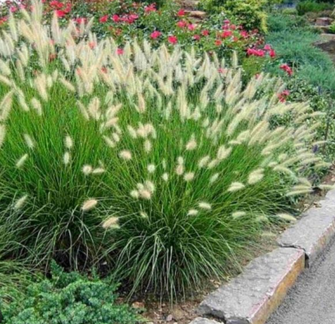 Miscanthus sinensis ‘Hameln’ (Dwarf Maiden Grass)- 3 plants