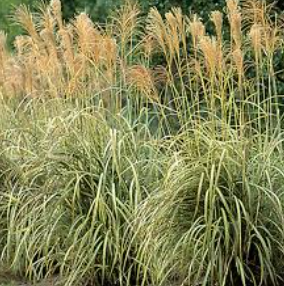 Miscanthus ‘Cabaret’ (Variegated Maiden Grass)- 2 plants