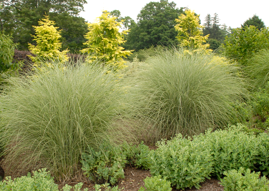 Miscanthus sinensis ‘Morning Light’ Ornamental Maiden Grass- 2 plants