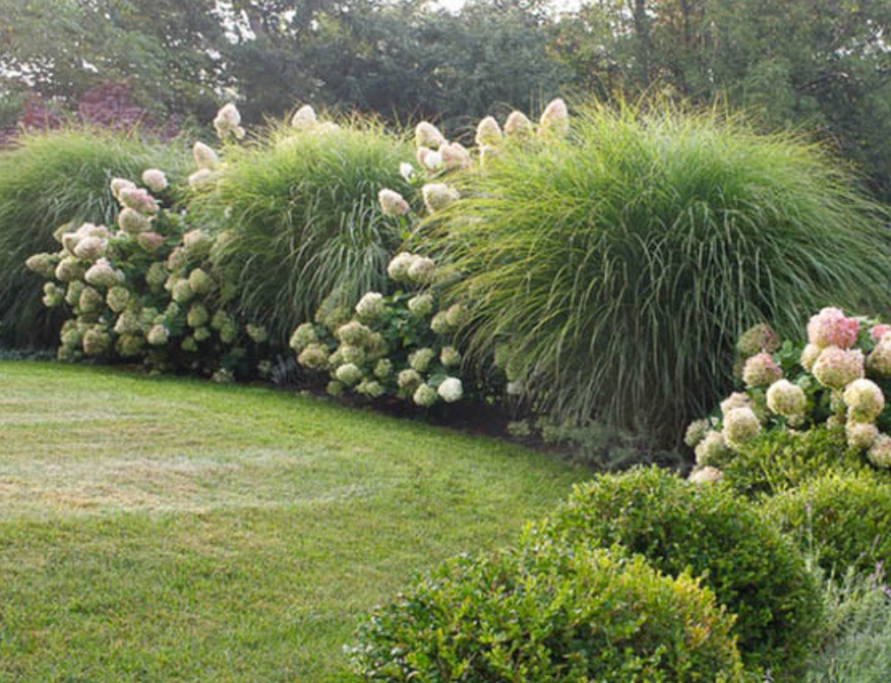 Miscanthus sinensis ‘Morning Light’ Ornamental Maiden Grass- 2 plants