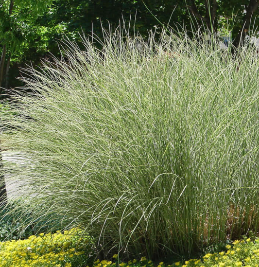 Miscanthus sinensis ‘Morning Light’ Ornamental Maiden Grass- 3 plants
