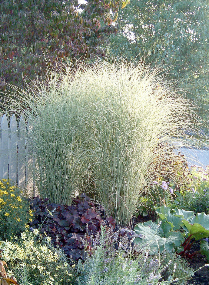 Miscanthus sinensis ‘Morning Light’ Ornamental Maiden Grass- 2 plants