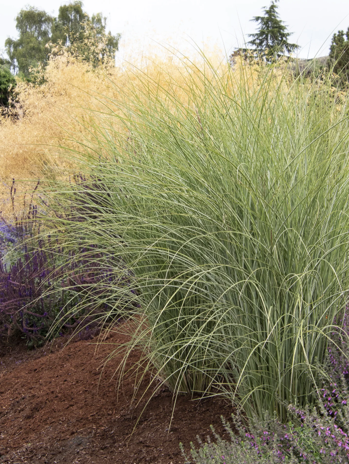Miscanthus sinensis ‘Morning Light’ Ornamental Maiden Grass- 2 plants