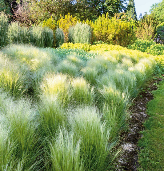 Mexican Feather Grass (Nassella tenuissima) 3 plants