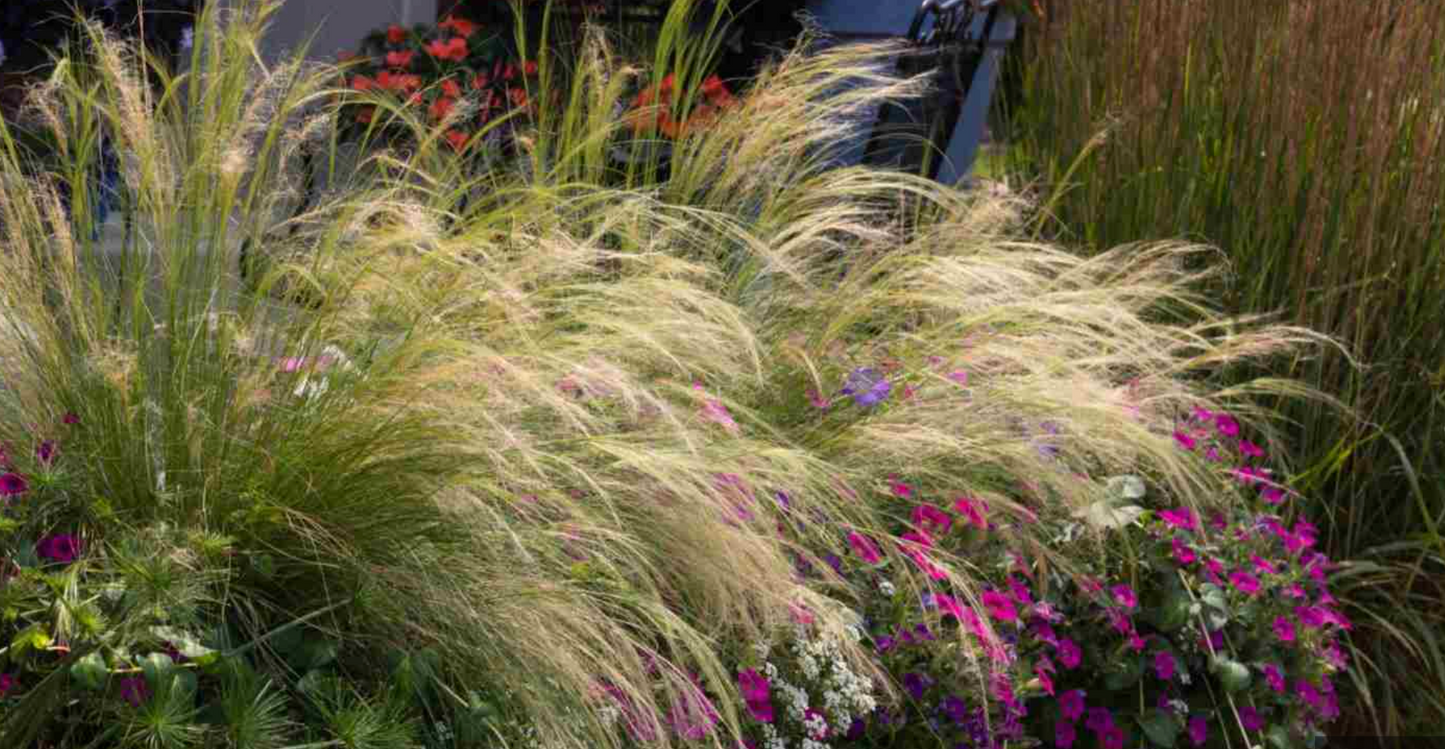 Mexican Feather Grass (Nassella tenuissima) 3 plants