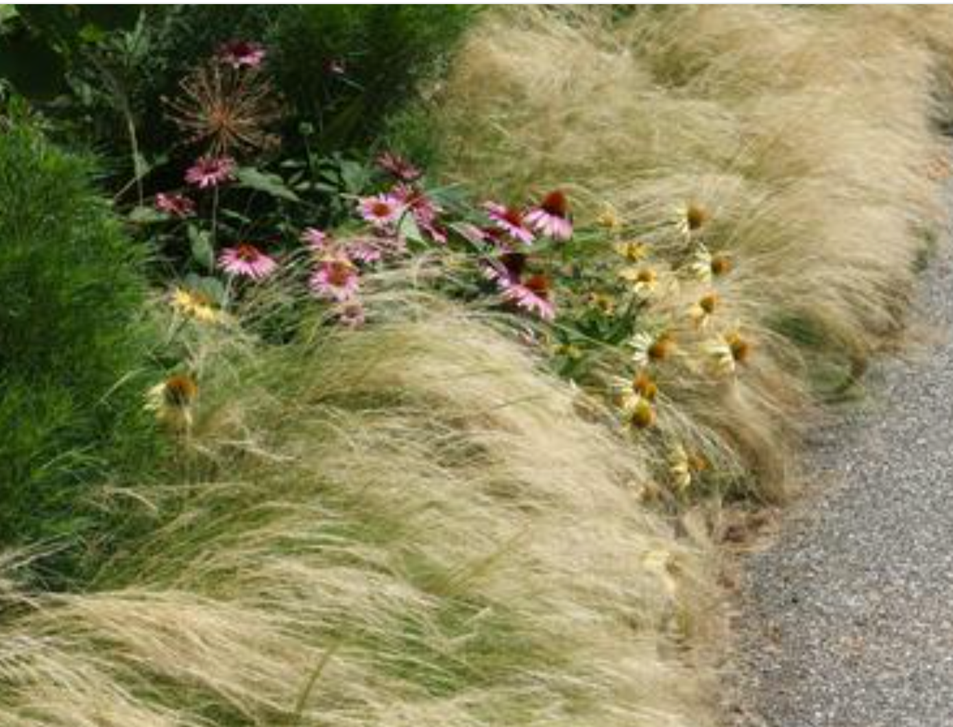 Mexican Feather Grass (Nassella tenuissima) 3 plants
