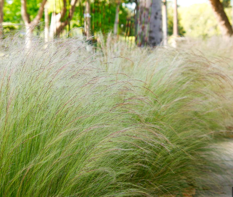Mexican Feather Grass (Nassella tenuissima) 3 plants