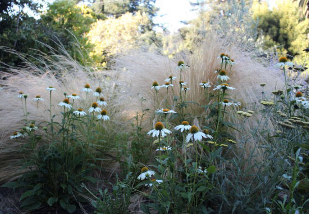 Mexican Feather Grass (Nassella tenuissima) 3 plants