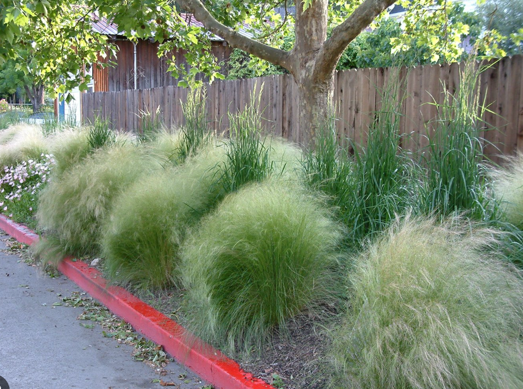 Mexican Feather Grass (Nassella tenuissima) 3 plants