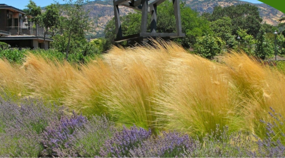 Mexican Feather Grass (Nassella tenuissima) 3 plants