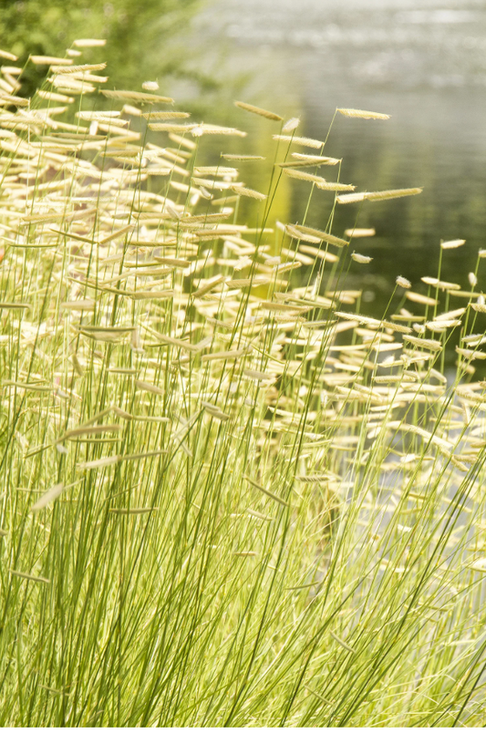 Blonde Ambition Blue Grama Grass (Bouteloua gracilis)- 3 plants