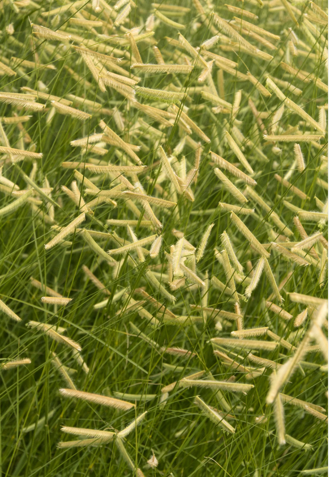 Blonde Ambition Blue Grama Grass (Bouteloua gracilis)- 3 plants