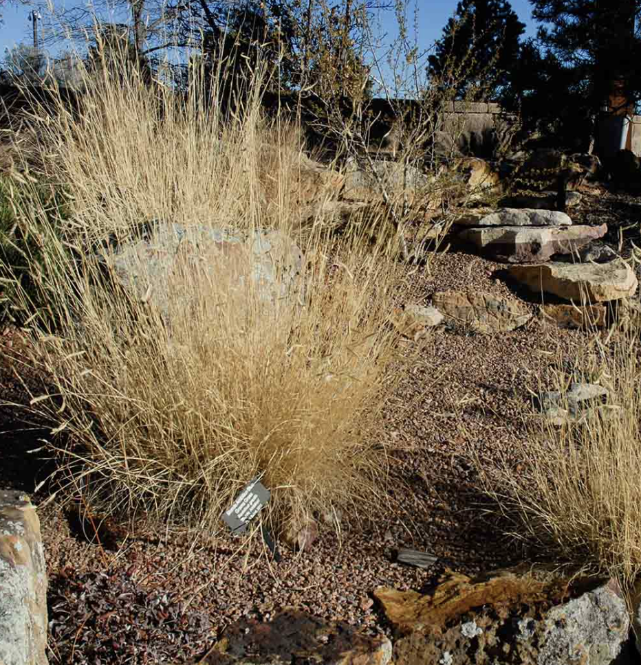Blonde Ambition Blue Grama Grass (Bouteloua gracilis)- 3 plants