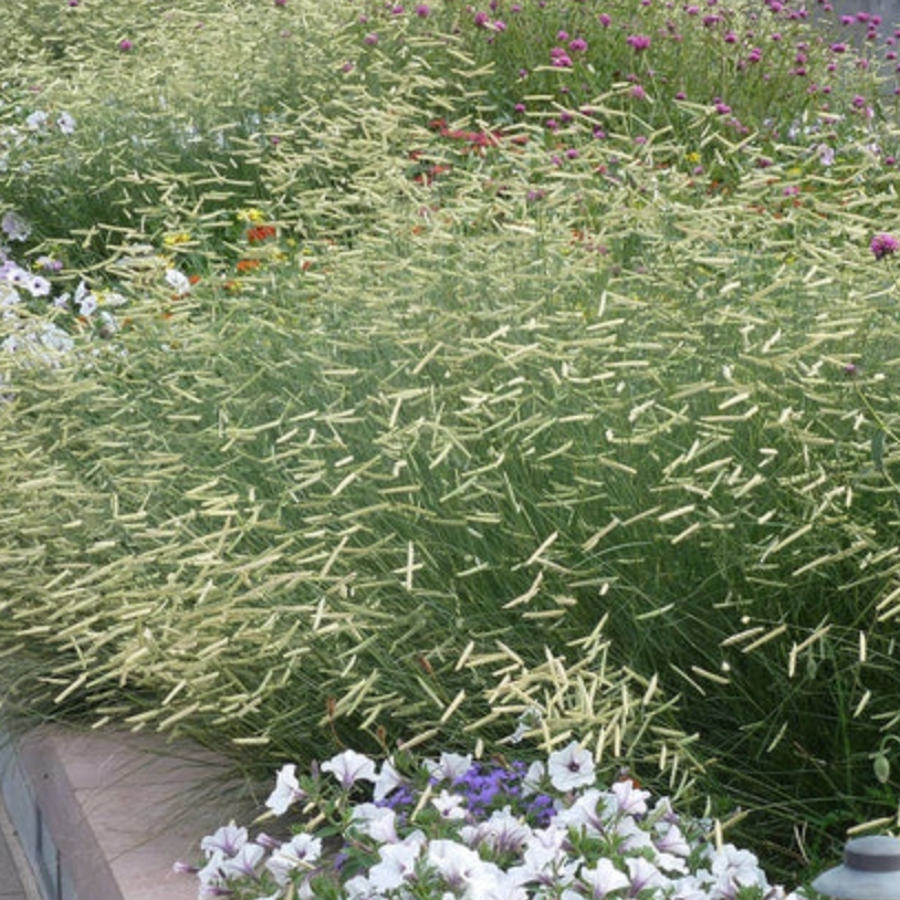 Blonde Ambition Blue Grama Grass (Bouteloua gracilis)- 3 plants