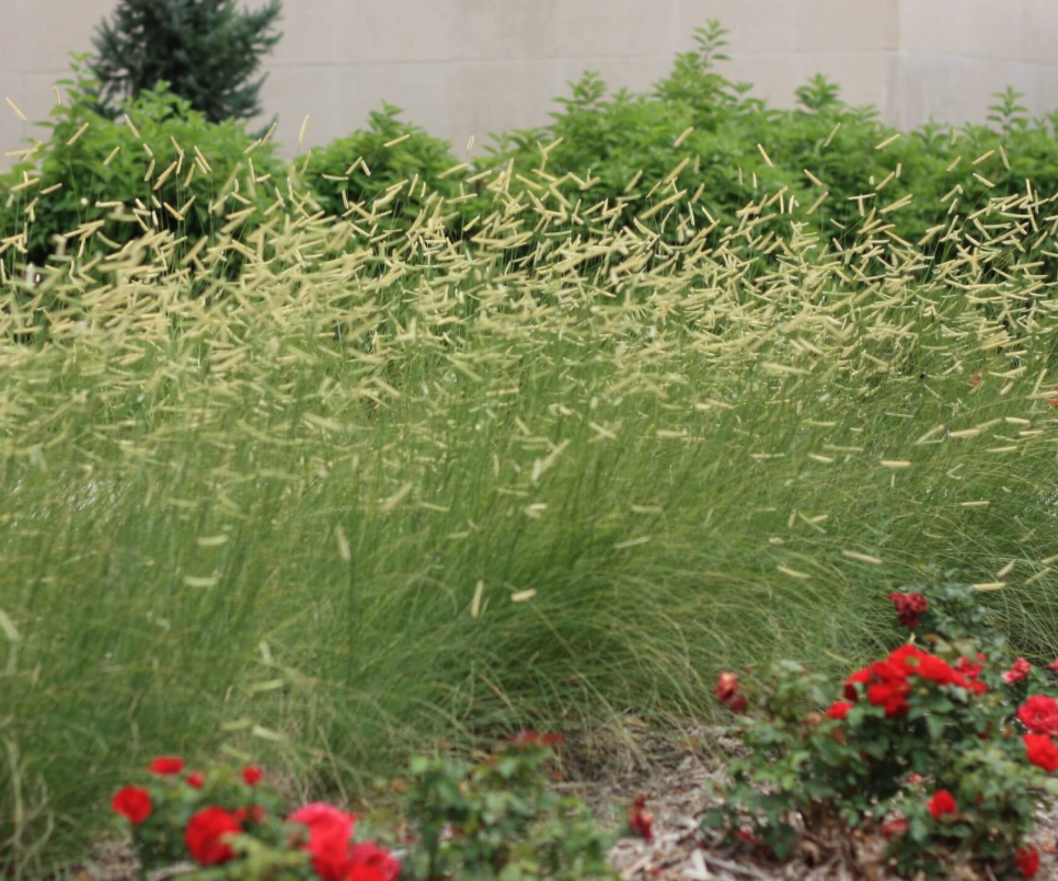 Blonde Ambition Blue Grama Grass (Bouteloua gracilis)- 3 plants