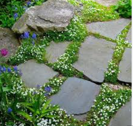 Mazus reptans ‘Alba’ White Mazus- 3 Plants