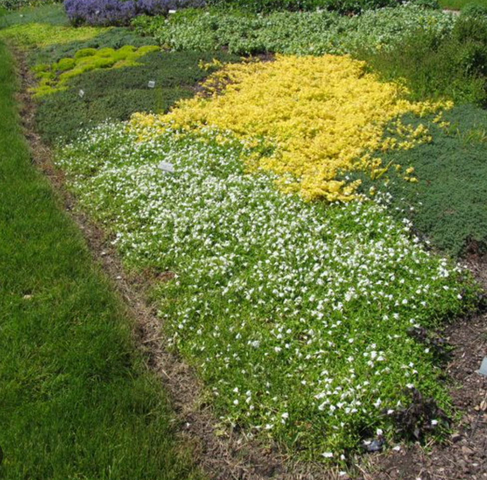 Mazus reptans ‘Alba’ White Mazus- 3 Plants