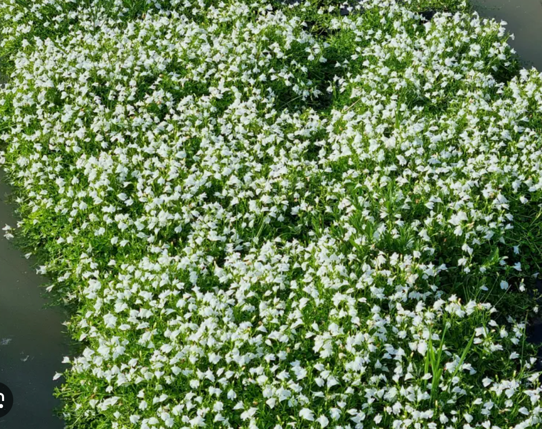 Mazus reptans ‘Alba’ White Mazus- 3 Plants