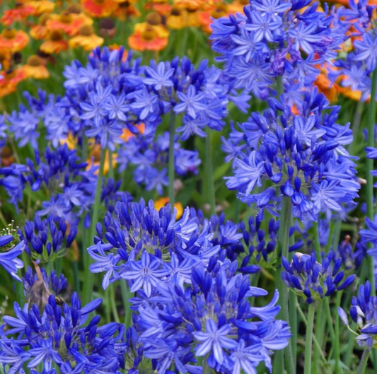 Agapanthus 'Northern Star' – Lily of the Nile (2 Plants)