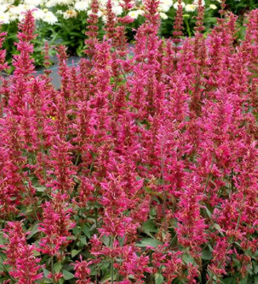 Agastache 'Morello' – Hummingbird Mint (3 Plants)
